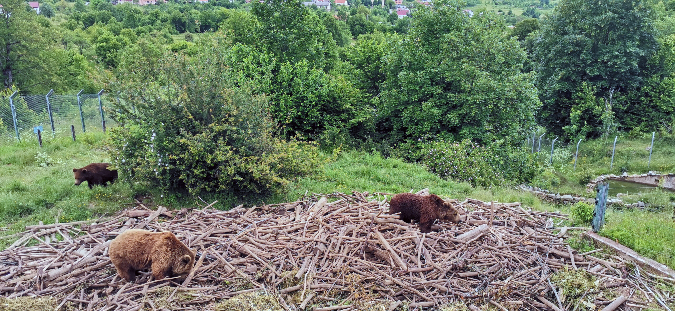 Bears in Kroatia