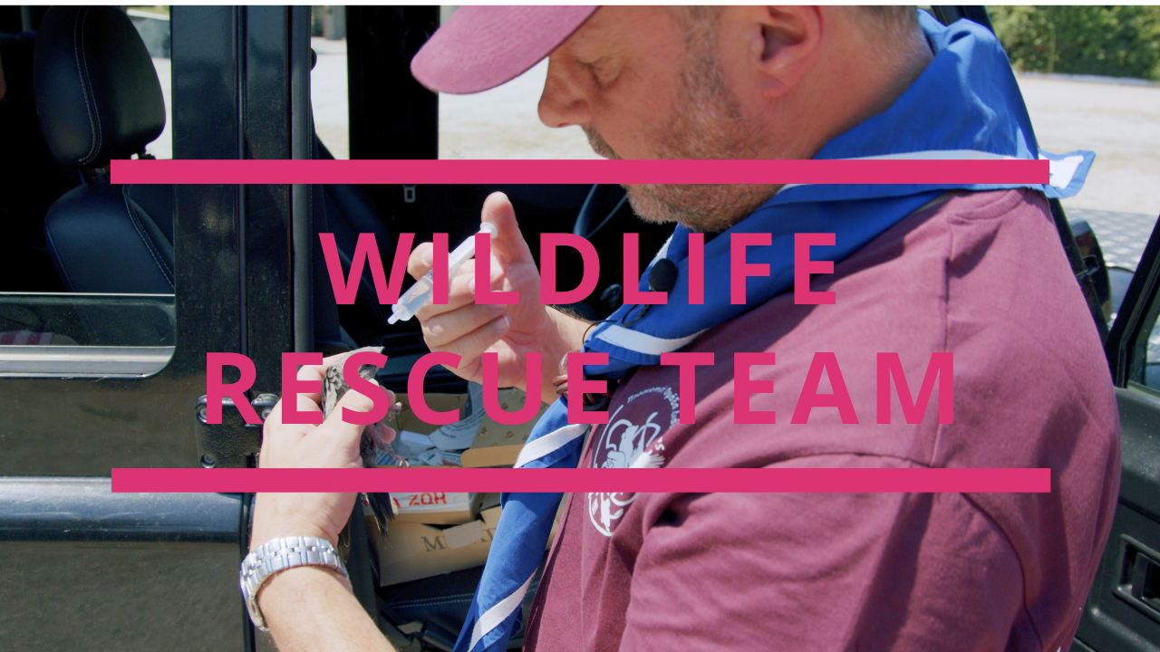 Wildflife Rescue Project