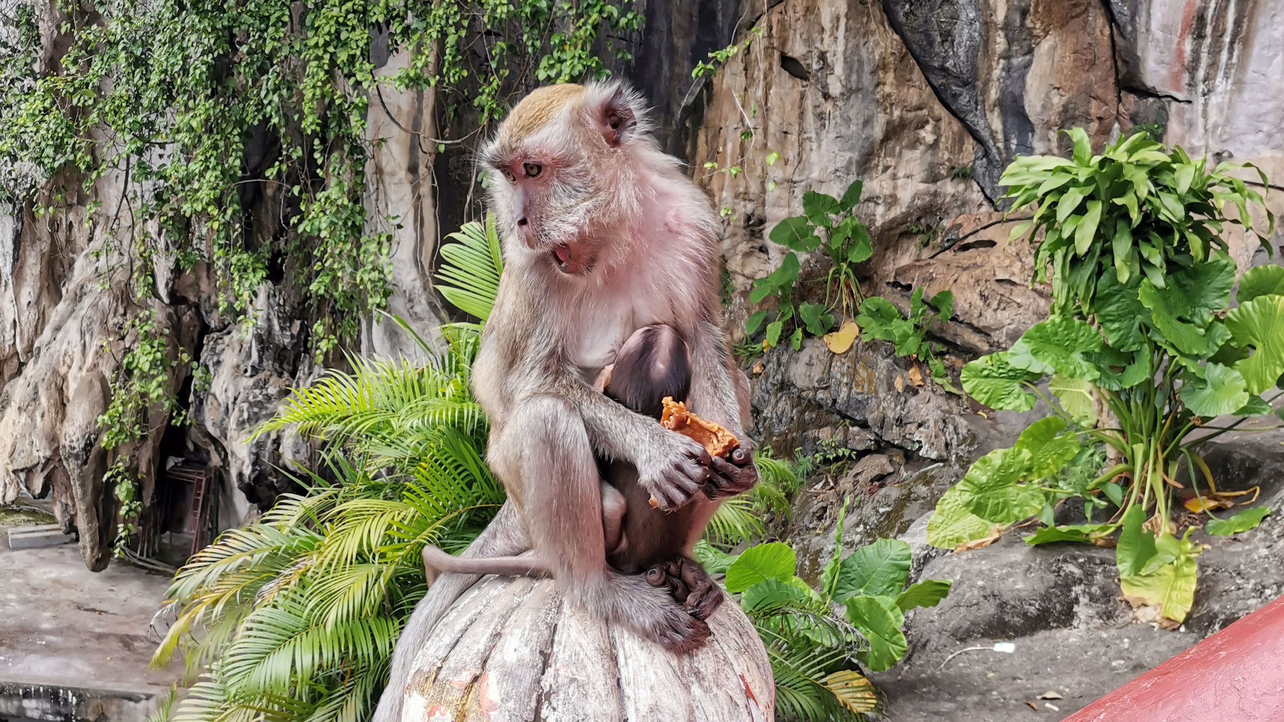 Kuala Lumpur Monkey